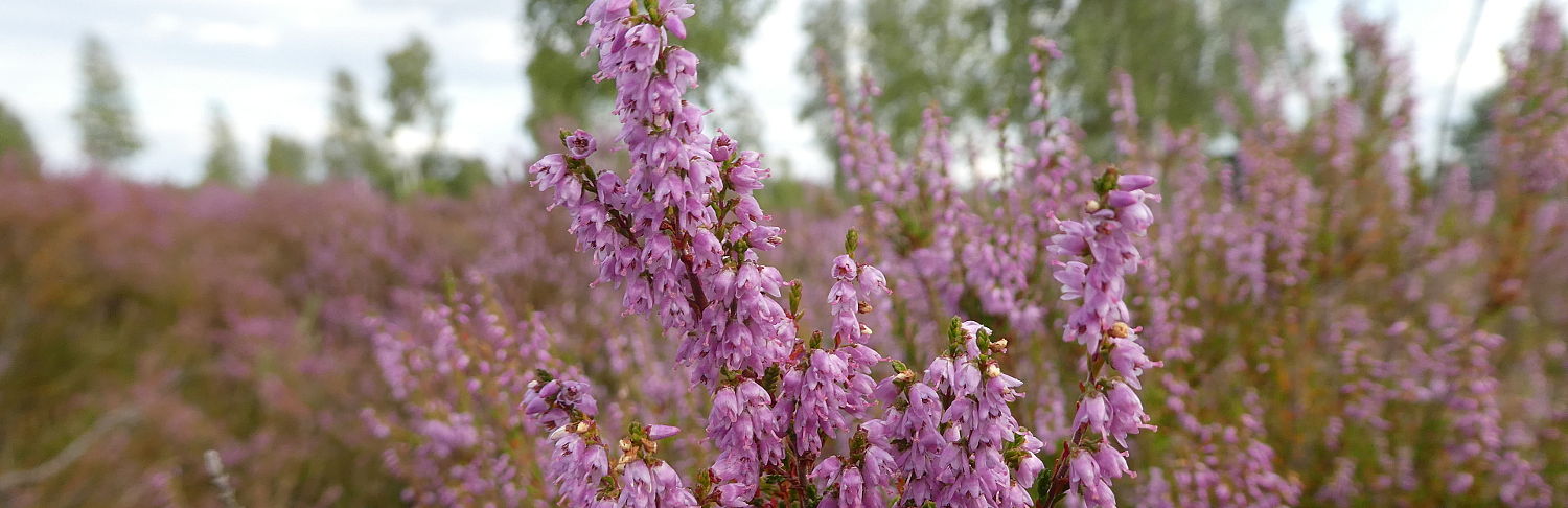 Nahaufnahme einer Heideblüte im NSG Reicherskreuzer Heide und Schwansee