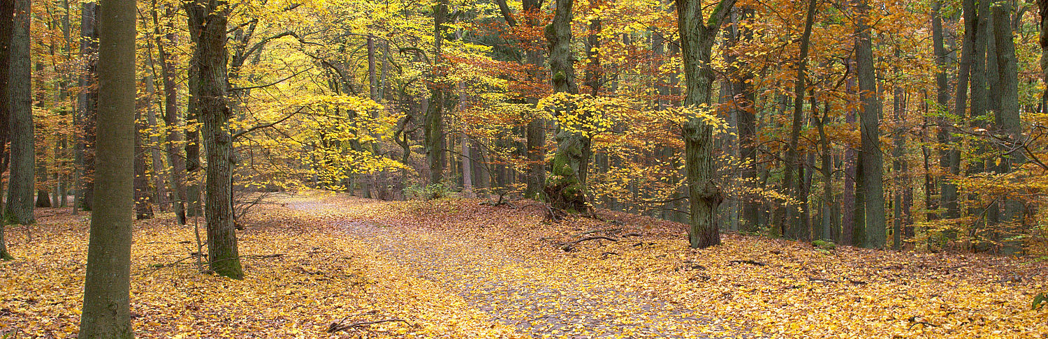 Waldweg im Herbst bei Siehdichum