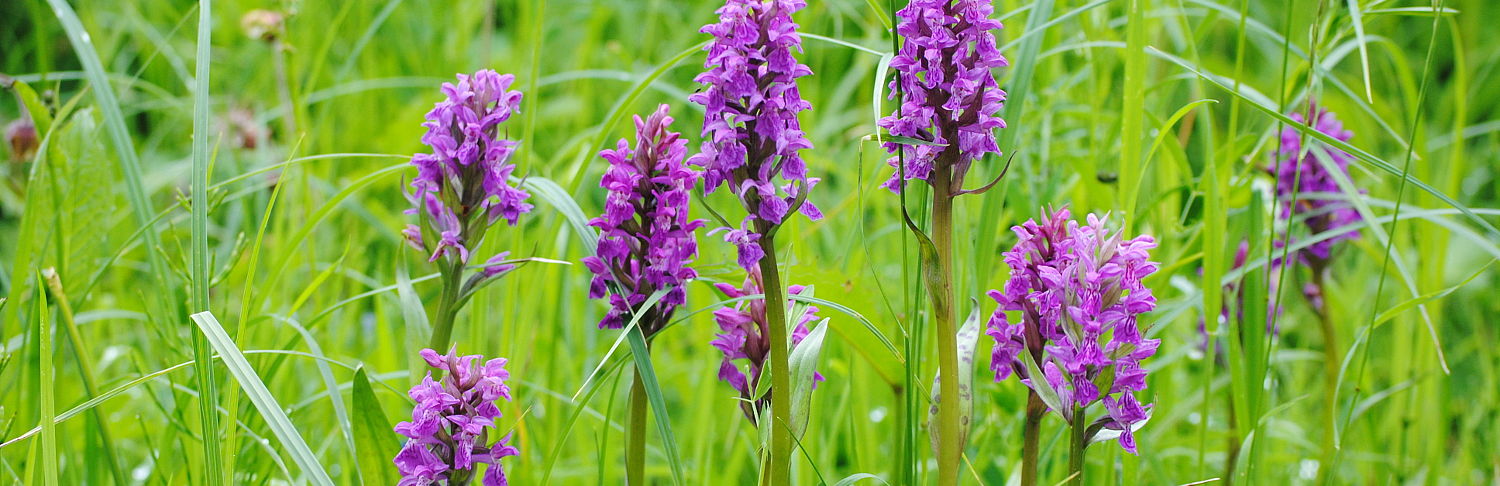 Breitblättriges Knabenkraut auf einer Wiese