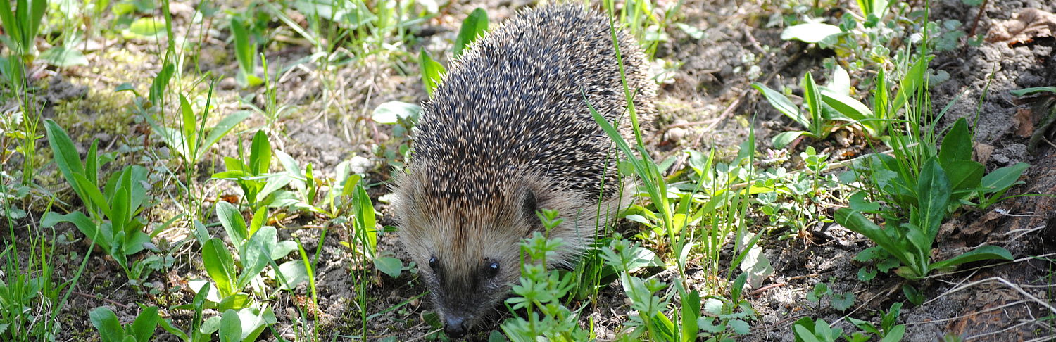 Ein Igel im Fasanenwald bei Neuzelle