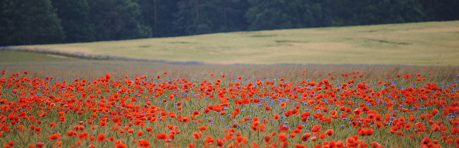 Mohn im Getreidefeld zwischen Bremsdorf und Fünfeichen