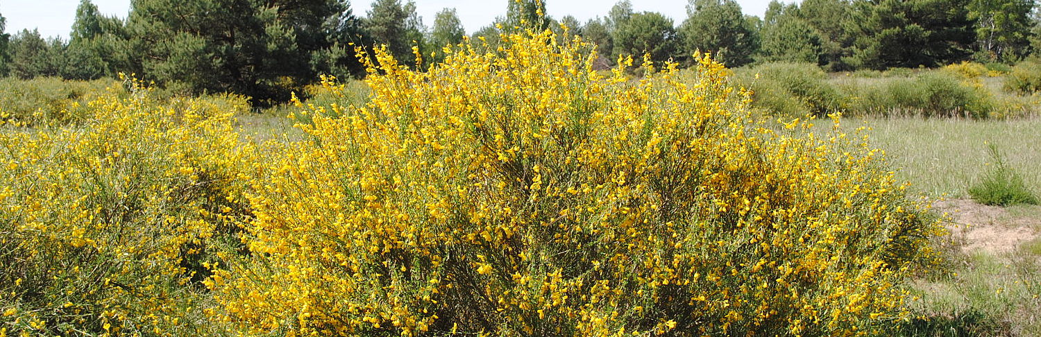 Ginsterblüte in der Reicherskreuzer Heide